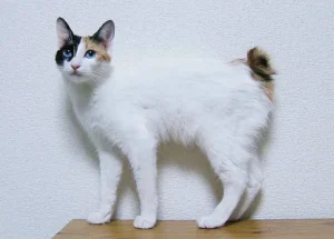 2. Japanese Bobtail
