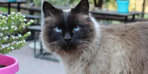 3. Balinese cat