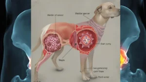 Bladder Cancer in Dogs Stages