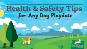 Health & Safety Tips for Any Dog Playdate