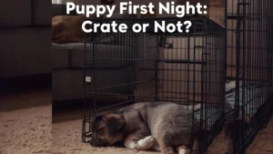 Puppy First Night: Crate or Not?