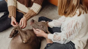 Dog Diarrhea: How to Stop Diarrhea in Dogs at home.