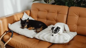 Symptoms Yes, You Can Treat Dog Diarrhea at Home.