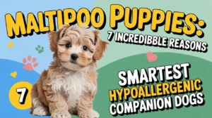 Maltipoo Puppies: 7 Incredible Reasons They’re the Smartest Hypoallergenic Companion Dogs